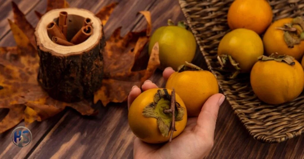 Xaicotum