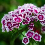 Ракитовица