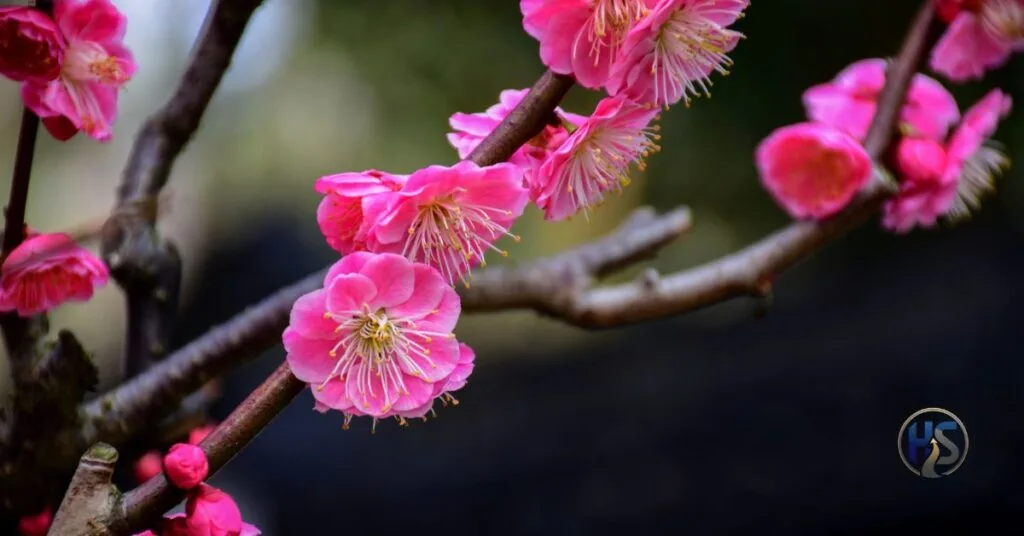 Cherrysakura