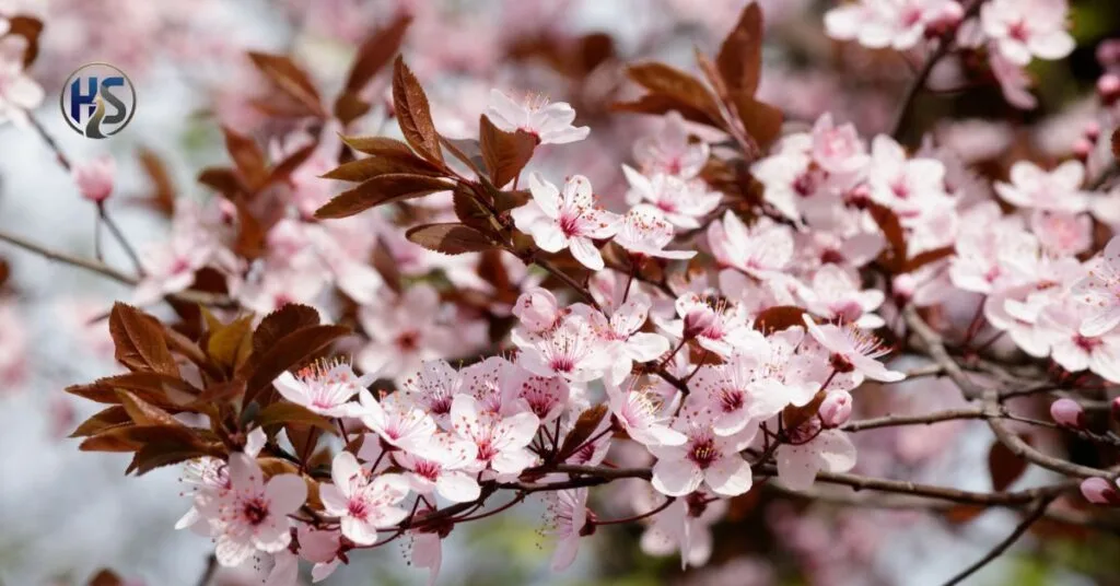 Cherrysakura