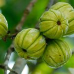 Garcinia Cambogia